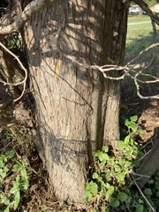 Cupressus sempervirens