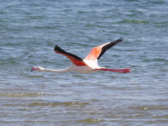 Phoenicopterus roseus