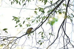 Trichothraupis melanops