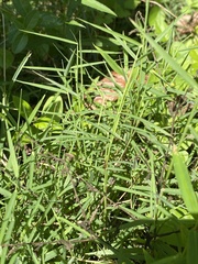 Muhlenbergia schreberi