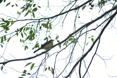 Trichothraupis melanops