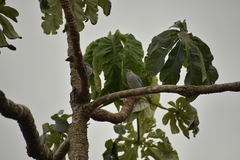 Thraupis sayaca