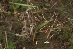 Agrostis gigantea