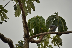 Thraupis sayaca