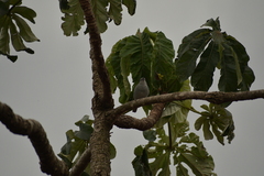Thraupis sayaca