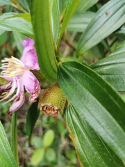 Melastoma