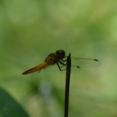 Aethriamanta brevipennis