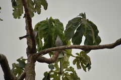 Thraupis sayaca