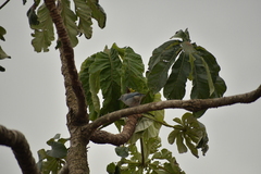 Thraupis sayaca