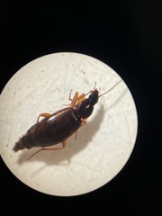 Agonum