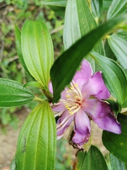 Melastoma