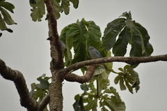 Thraupis sayaca