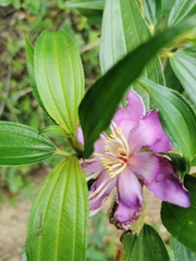 Melastoma