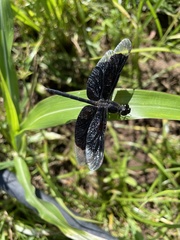 Erythrodiplax funerea