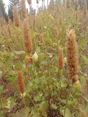 Agastache urticifolia