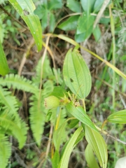 Melastoma