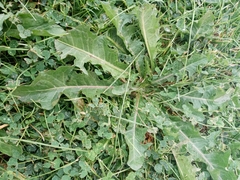 Lactuca serriola