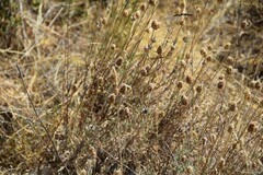 Dactylis glomerata hispanica