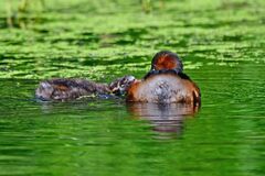 Tachybaptus ruficollis