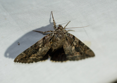Catocala agrippina