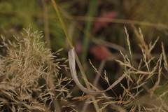 Agrostis gigantea