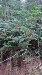 Sorbus scopulina