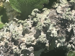 Parmotrema hypotropum