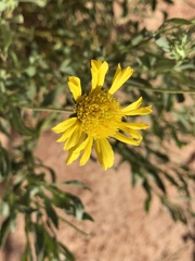 Grindelia