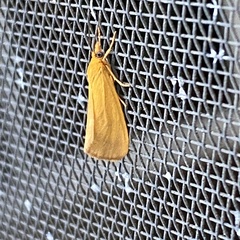 Virbia aurantiaca