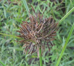 Cyperus flavicomus