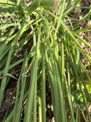 Allium cernuum