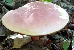 Boletus carminiporus