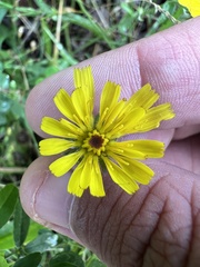 Helminthotheca echioides