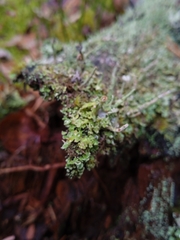 Cladonia