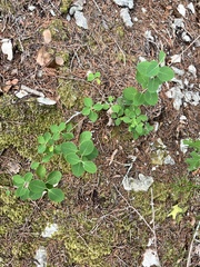 Lonicera