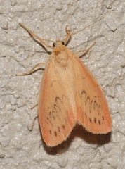 Miltochrista miniata