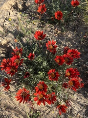Gazania rigida
