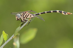 Phyllogomphoides stigmatus