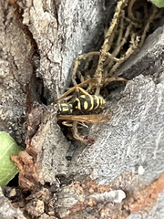 Polistes dominula