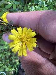 Helminthotheca echioides