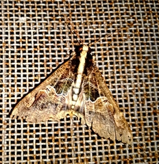 Sphingomorpha chlorea