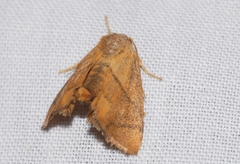 Apoda limacodes