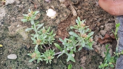 Gnaphalium uliginosum