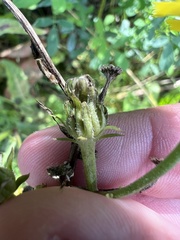 Helminthotheca echioides