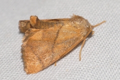 Apoda limacodes