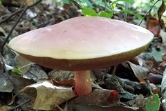 Boletus carminiporus