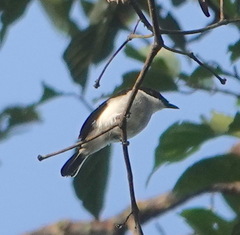 Hemipus hirundinaceus