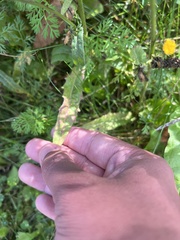 Helminthotheca echioides