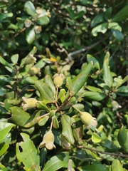 Rhodomyrtus tomentosa