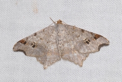Macaria alternata